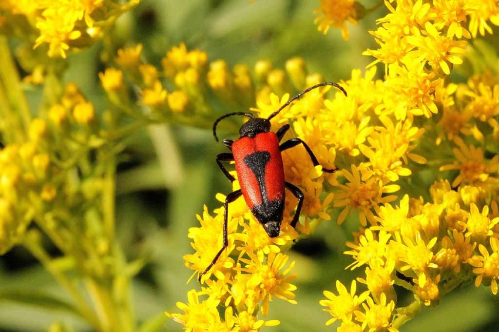 Stictoleptura cordigera cordigera, Cerambycidae